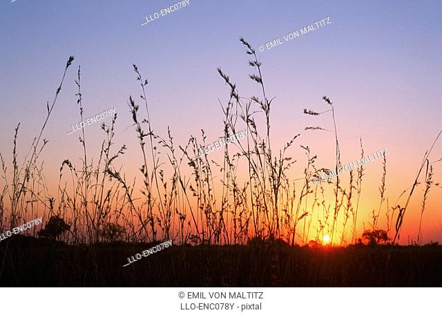 Low Angle View of a Sunset Through the Long Bushveld Grass  Mamili National Park, Eastern Caprivi, Namibia