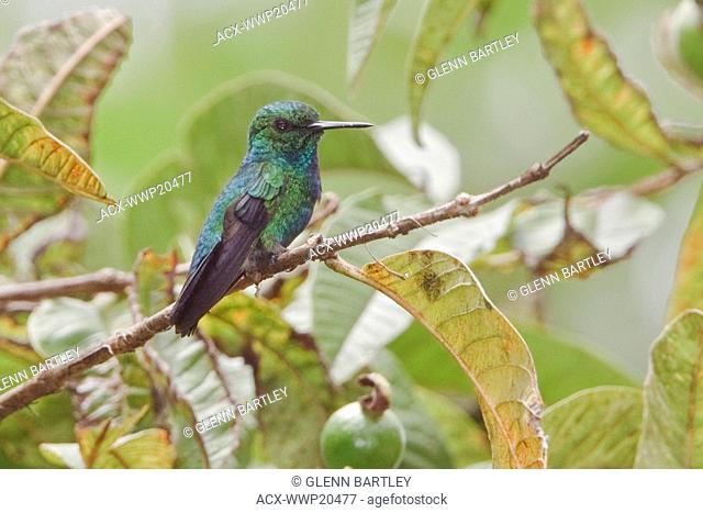 Blue-tailed Emerald Chlorostilbon mellisugus perched on a branch near Podocarpus National Park in southeast Ecuador