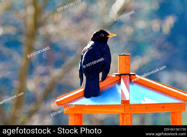 A black male blackbird ( Turdus merula ) sits on a bird feeder in nature