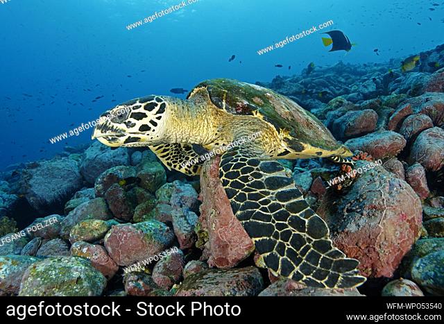Hawksbill Sea Turtle, Eretmochelys imbricata, Malpelo Island, Colombia