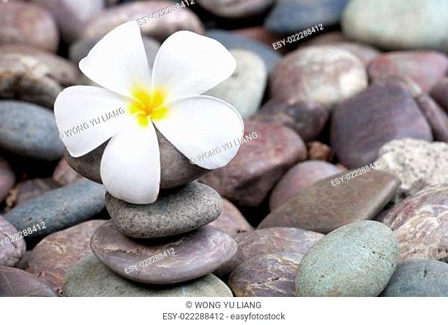 frangipani on a stack of rocks