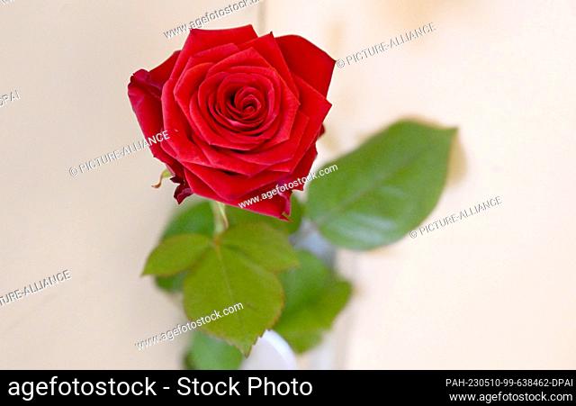 10 May 2023, Bavaria, Munich: A rose is stuck on a house door. Sunday, May 14, 2023 is Mother's Day. Photo: Felix Hörhager/dpa