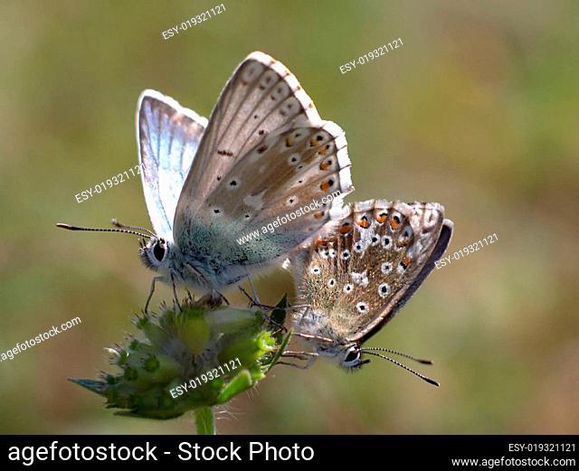 Schmetterling (Lysandra coridon)