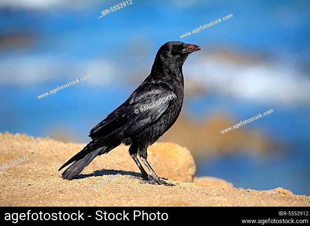 American Crow (Corvus brachyrhynchos), adult on rock, Monterey, California, North America, USA, North America