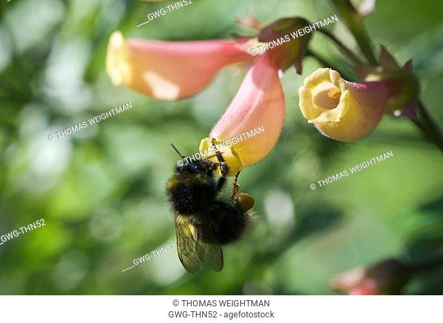 BOMBUS BUMBLE BEE HANGING OFF ECCREMOCARPUS CHILEAN GLORY FLOWER