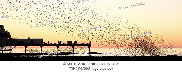 starlings roosting at sunset over Aberystwyth pier, Cardigan Bay west wales UK
