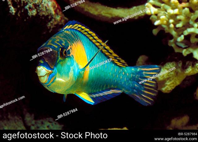 PARROT FISH (scarus) sordidus