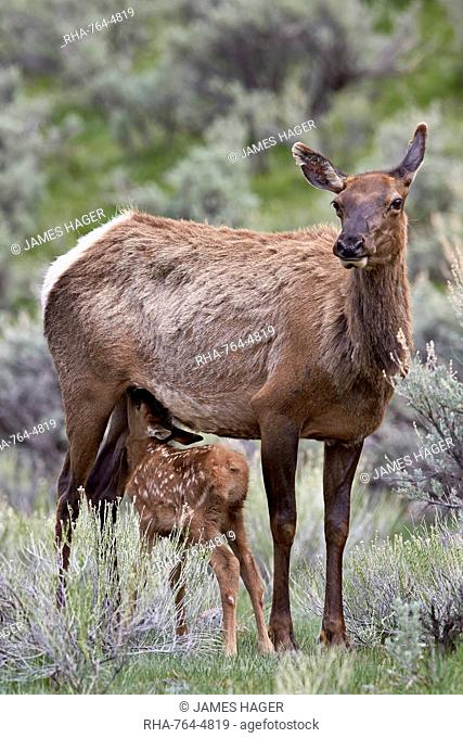Elk (Cervus canadensis) calf nursing, Yellowstone National Park, Wyoming, United States of America, North America