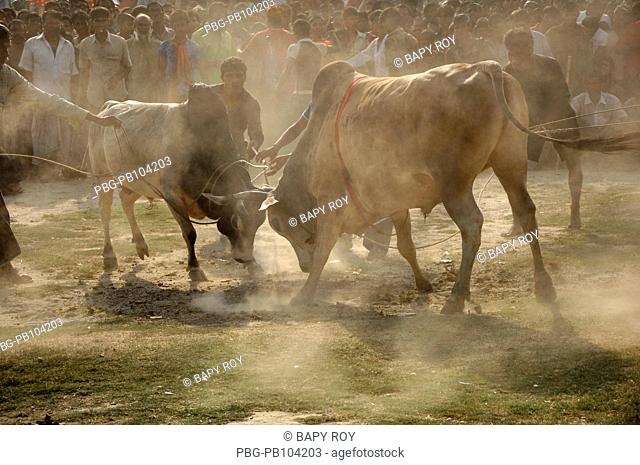 Bull fight is a traditional event particularly in rural Bangladesh The bull fight is arranged to get amusement for the villagers And it is organised every year...