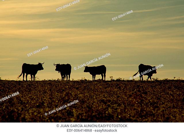 A group of grazing cows at sunset, Valdesalor, Caceres, Spain