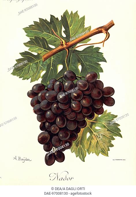 Pierre Viala (1859-1936), Victor Vermorel (1848-1927), Traite General de Viticulture. Ampelographie, 1901-1910. Tome V, plate: Nador grape