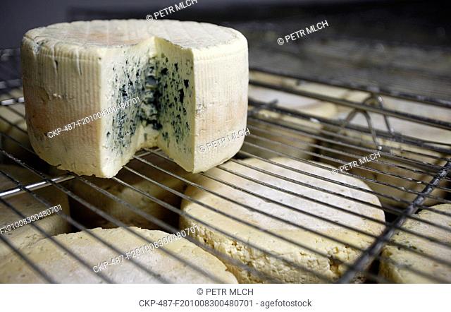 cheese, blue cheese, dairy works, cheesemaking, Niva, curing of cheese