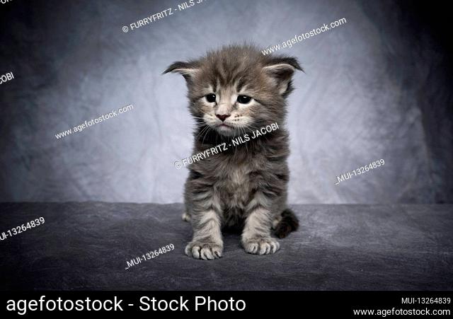 cute 4 week old maine coon kitten sitting on gray concrete studio background with copy space looking at camera