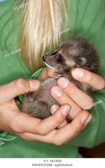 common raccoon (Procyon lotor), upbringing by hand young animal getting a massage of the anal region after the feeding, Germany