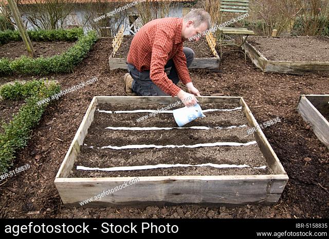 Man laying seed tape, sowing, manure bed, watering, watering