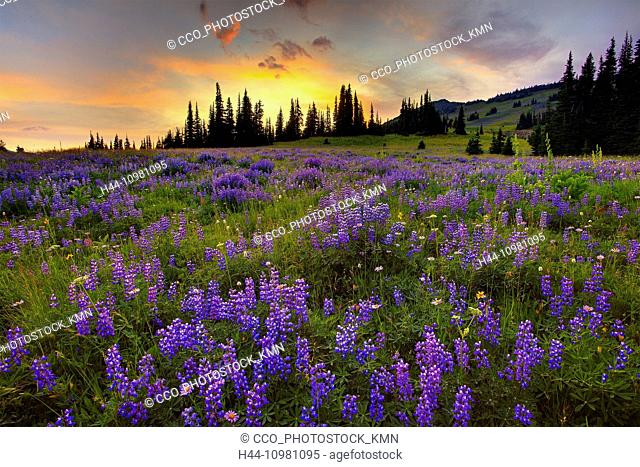 wildflowers in Washington State
