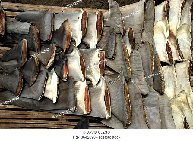 Sharks fins drying in the sun on a bamboo rack Tanjung Luar Lombok Timur NTB Indonesia