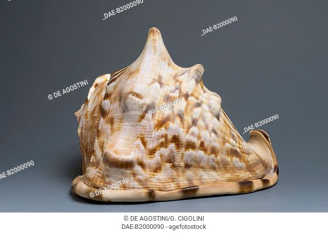 King Helmet shell or Caribbean helmet shell (Cassis tuberosa), Littorinimorpha.  Private Collection