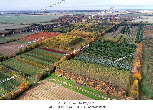 19 October 2018, Brandenburg, Tempelberg: The deciduous trees on the plantations of the Lürssen forest tree nursery are coloured in autumn