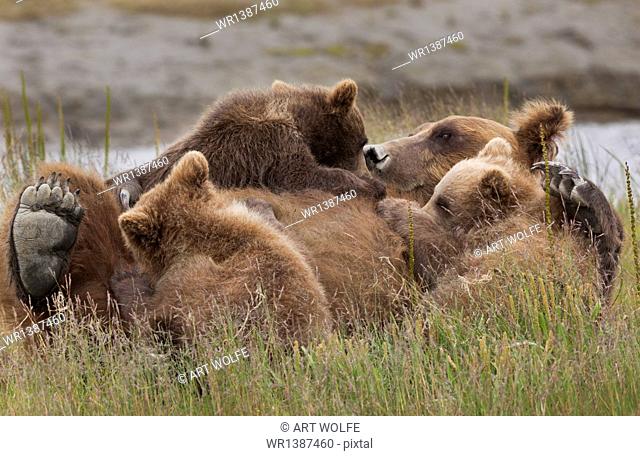 Brown bear cubs nursing, Lake Clark National Park, Alaska, USA