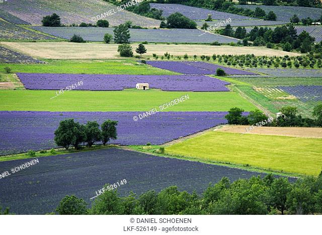 lavender fields, near Sault, Departement Vaucluse, Provence-Alpes-Cote d'Azur, Provence, France