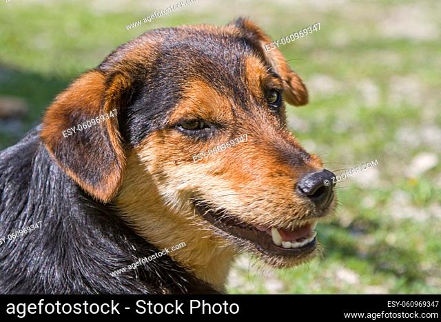 Kroatischer Strassenhund - Portrait eines Mischlings