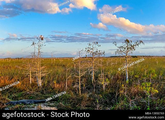 Dwarf Cypress Forest, The Everglades National Park