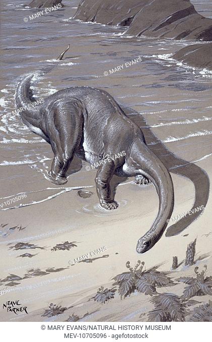 This dinosaur, one of the longest ever to have been found grew up to 21 metres in length. It lived in North America during the Upper Jurassic period about 150...
