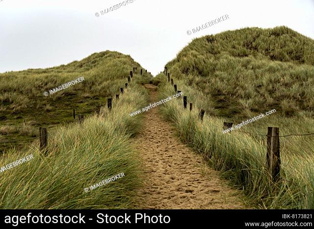 Sand path with dune grass and fence, Sylt West beach, List, Sylt Island, Germany, Europe