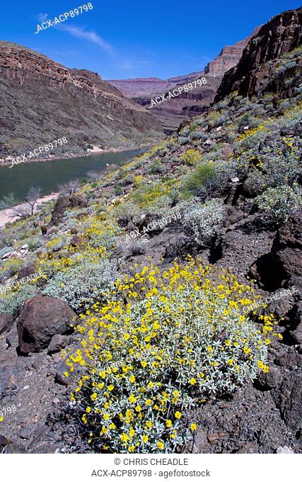 Brittlebush, Encelia farinosa, Colorado River, Grand Canyon, Arizona, United States