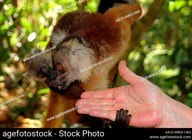 Tourist's hand feeding female black lemurs and baby (Eulemur macaco), Nosy Komba Island, Madagascar