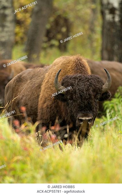 Wood Bison, Bison bison athabascae, Elk Island National Park, Alberta, Canada