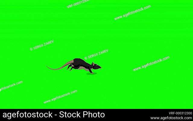 Black rat jumps back and forth. Animated Looped Motion Graphic Isolated on Green Screen