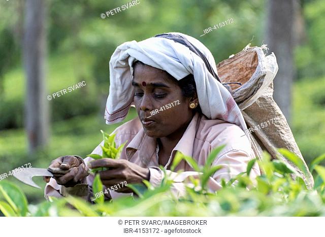 Tea picker at plantation, near Ella, Sri Lanka