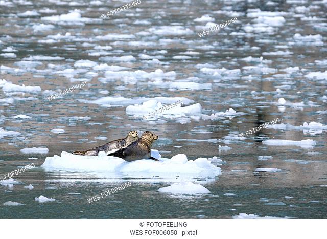 USA, Alaska, Seward, Resurrection Bay, two harbour seals (Phoca vitulina) lying on an ice floe
