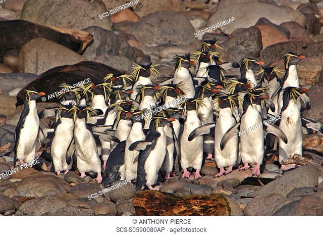 Northern Rockhopper Penguins, Eudyptes moseleyi, endangered, endemic to the Tristan Da Cunha island group, taken from a Zodiac at Gough Island landing is not...