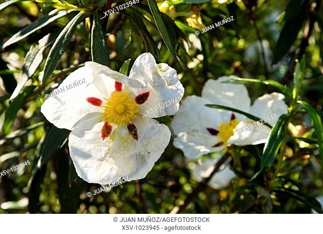 Flower greasy jara (Cistus ladanifer maculata). Odiel Marshes Natural Place. Huelva. Andalucia. Spain