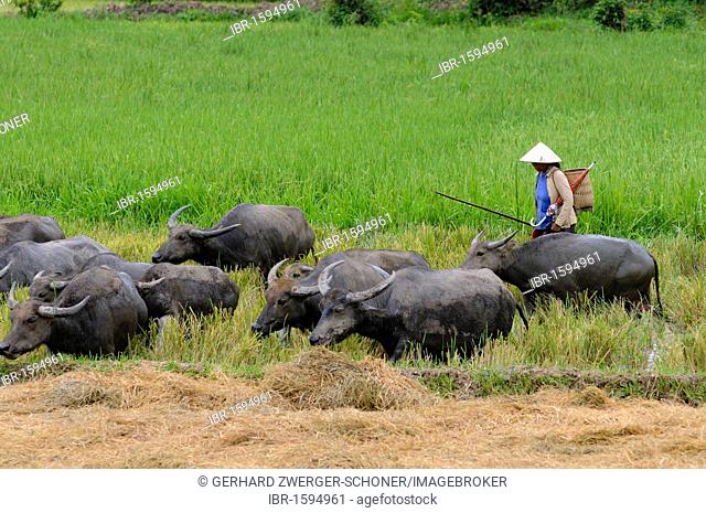 Woman herding domestic Water buffaloes (Bubalus arnee) at a rice paddy, Vietnam, Asia