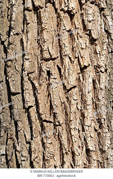 European White Elm or Russian Elm bark (Ulmus laevis)