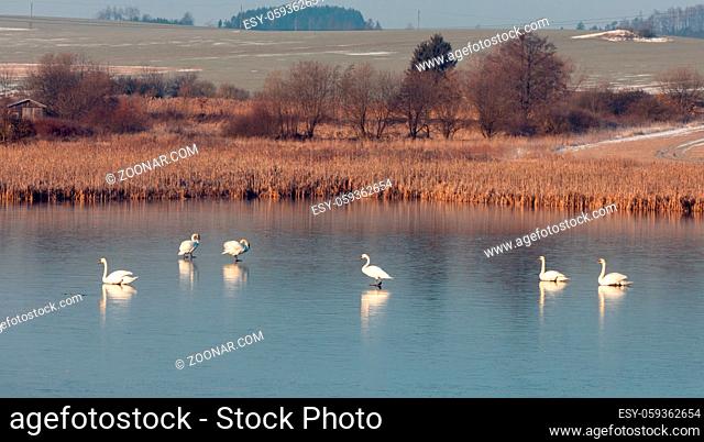 white mute swan relaxing on frozen pond. Nature spring winter scene. Czech Republic, European countryside wildlife
