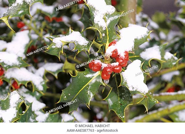 Holly covered with Snow, Discovery Bay, WA (Ilex aquifolium)