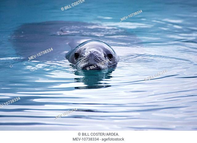 Crabeater Seal - swimming in icy water (Lobodon carcinophagus)