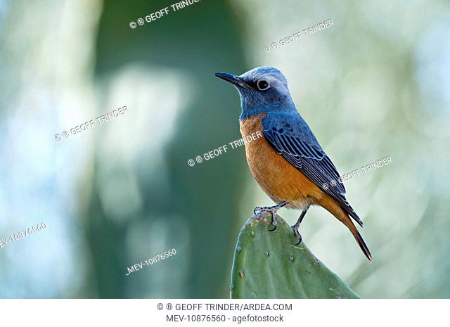 Short-toed rock thrush - male perched on cacti (Monticola brevipes). Mowani Mountain Camp - Namibia