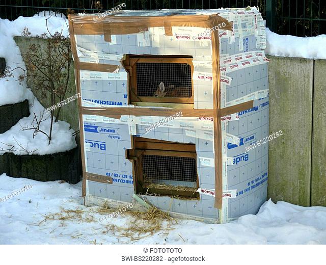 domestic rabbit (Oryctolagus cuniculus f. domestica), rabbit hutch in winter insulated with cardboard boxes