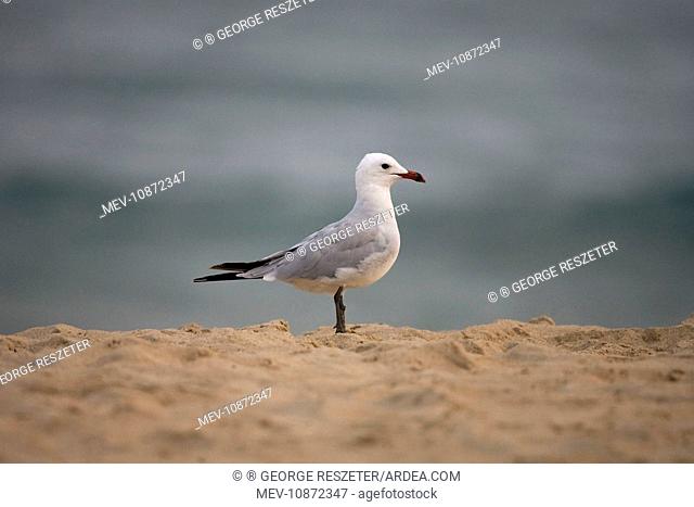 Audouin's Gull (Larus audouinii). Tarifa Southern Spain September