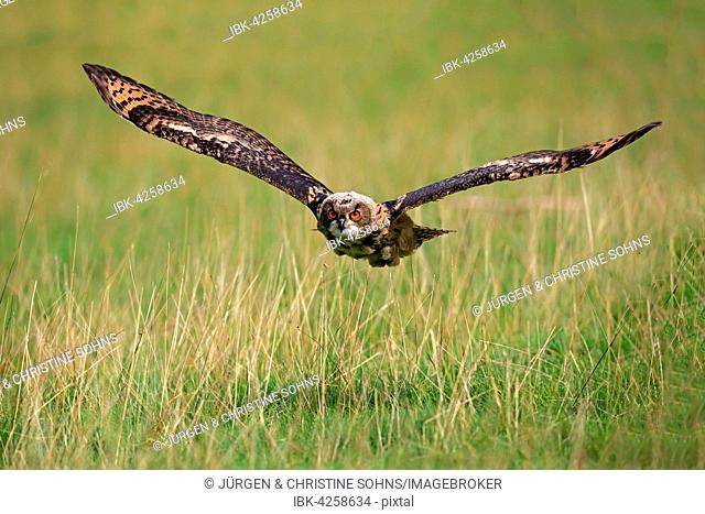 Eurasian eagle-owl (Bubo bubo) adult, flying over meadow, Kasselburg, Eifel, Germany