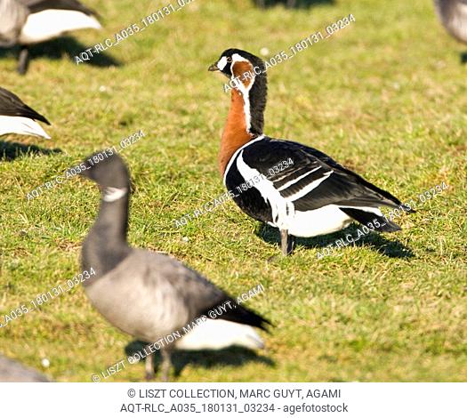 Red-breasted Goose amongst Brent, Red-breasted Goose, Branta ruficollis