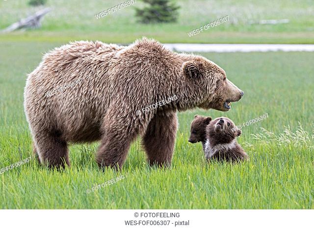 USA, Alaska, Lake Clark National Park and Preserve, Brown bear with cubs