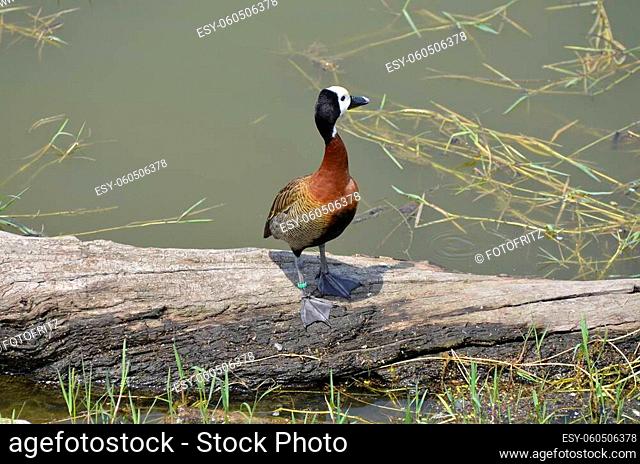 Greece, white-faced whistling duck on Lake Kerkini in Central Macedonia