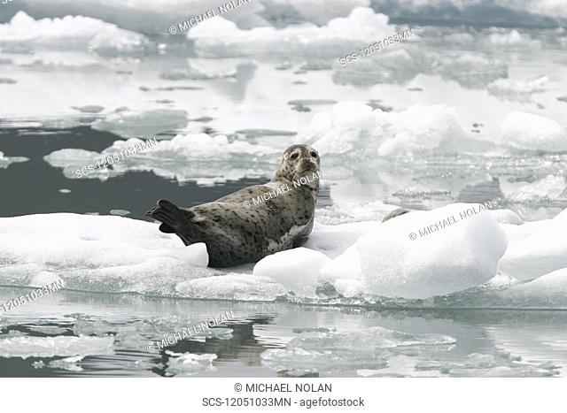 Harbor Seal Phoca vitulina mothers and pups on ice calved from the Sawyer Glaciers in Tracy arm, Southeast Alaska, USA Pacific Ocean